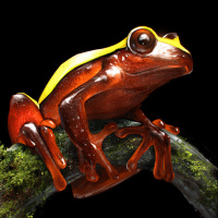 Аватар для ВК с лягушками