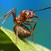 Аватарка насекомые