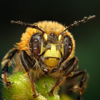 Картинка на аву пчёлы