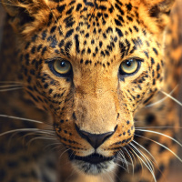 Аватар для ВК с леопардами