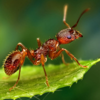 Аватары с муравьями