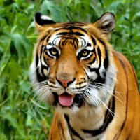 Аватар тигры