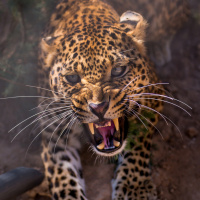 Картинка на аву леопарды