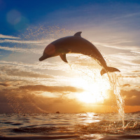 Аватары с дельфинами