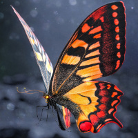 Фотогрфии с бабочками