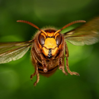 Аватар насекомые