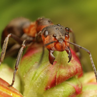 Картинка муравьи