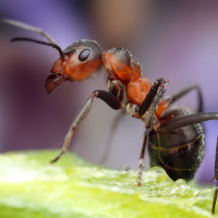 Аватарка муравьи