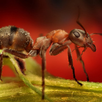 Скачать авы муравьи