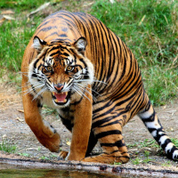 Скачать авы тигры