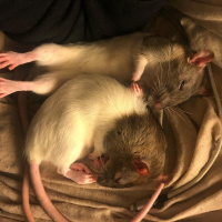 Фотогрфии с крысами