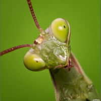 Фотогрфии с насекомыми