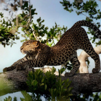 Фотогрфии с леопардами