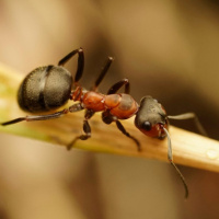 Картинка муравьи