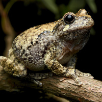 Аватарка жабы