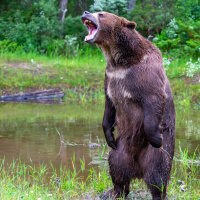 Картинка медведи