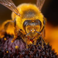 Картинки с пчёлами