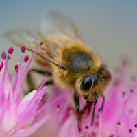 Авы Вконтакте с пчёлами