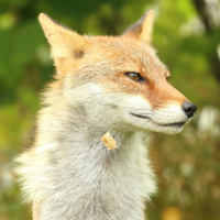 Аватарка лисы