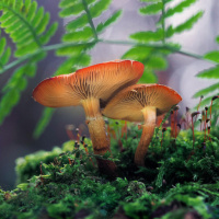 Аватарка грибы