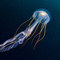 Аватар для ВК с медузами