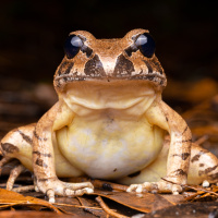 Аватарка жабы