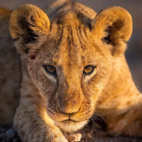 Аватар для ВК с львами