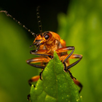Картинка жуки