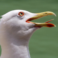 Seagulls images