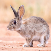 Аватар для ВК с зайцами