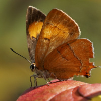Картинка на аву бабочки
