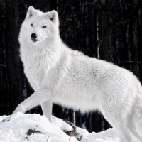 Волк с белой шерстью идёт по снегу на фоне чёрного зимнего леса