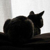 Кот лежит на мягком покрывале и отстранённо смотрит на занавески
