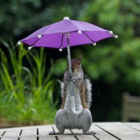 Фото с зонтами