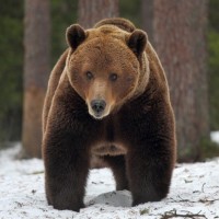 Фотки с медведями