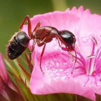 Лесной муравей пьёт нектар из розового цветка