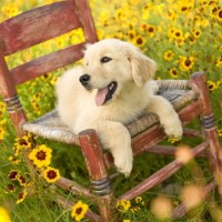 Щенок золотистого ретривера лежит на стуле, стоящего посреди цветов