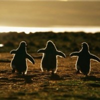 Три пингвинёнка радостно бегут к морю на восходе солнца