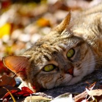 Кот греется на солнышке, лежа посреди сухих листьев