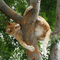 Рыжий кот залез на дерево и сам не понимает как это получилось