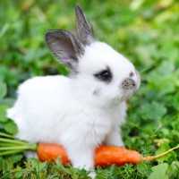 Маленький кролик стережет морковку.
