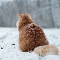 Картинки с снегом