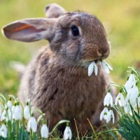 Кролик с аппетитом уплетает белые цветочки.