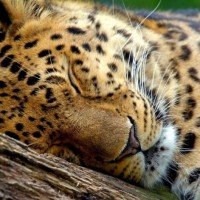 Фото морды спящего на дереве леопарда.