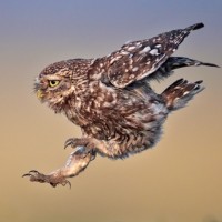 Owls images