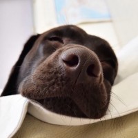 Нос спящего с приоткрытыми глазами коричневого лабрадора