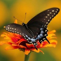 Бабочка с тёмными крыльями сидит на ярком цветке