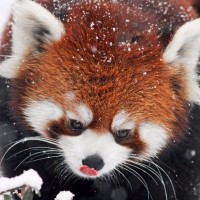 Фотки с красными пандами