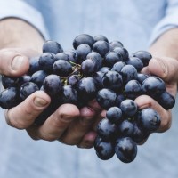Грозди обычного винограда в мужских руках