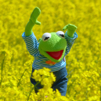 Радостная лягушка Кермит в поле жёлтых цветов